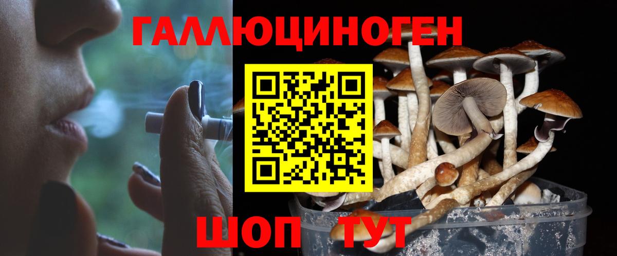 Псилоцибиновые грибы Psilocybine cubensis Сертолово